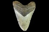 Fossil Megalodon Tooth - North Carolina #109825-1